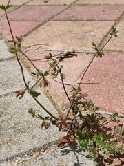 Campanula erinus