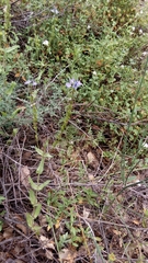 Veronica leiocarpa