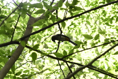 Dendrocitta formosae