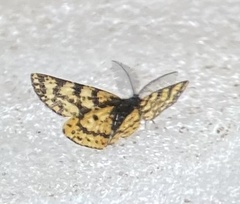 Eurranthis plummistaria