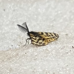 Eurranthis plummistaria