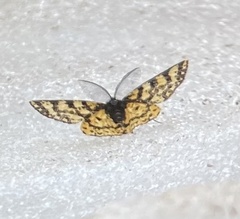 Eurranthis plummistaria