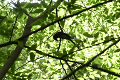 Dendrocitta formosae