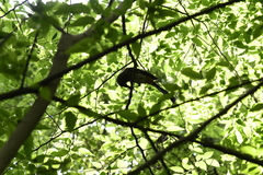 Dendrocitta formosae