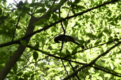 Dendrocitta formosae