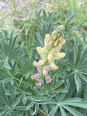 Lupinus gredensis