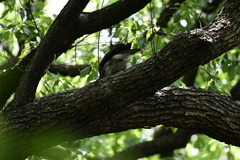 Accipiter trivirgatus