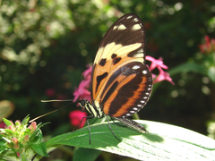 Heliconius hecale felix