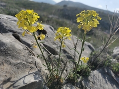 Erysimum nevadense