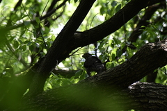 Accipiter trivirgatus