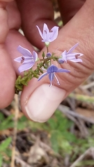 Veronica leiocarpa