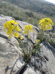 Erysimum nevadense