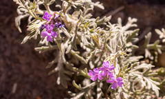 Glandularia chiricahensis