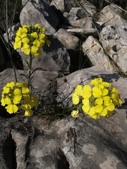Erysimum nevadense