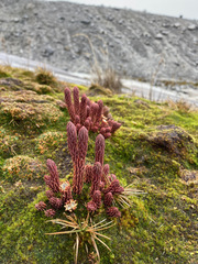 Phlegmariurus cocuyensis