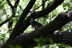 Accipiter trivirgatus