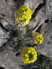 Erysimum nevadense