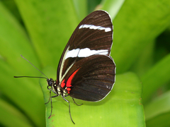 Heliconius antiochus