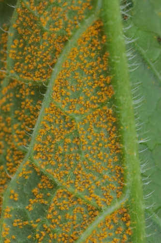 Comfrey Rust