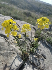 Erysimum nevadense