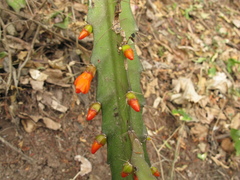 Pfeiffera monacantha