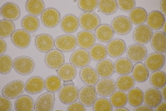 Pucciniastrum symphyti