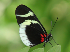 Heliconius eleuchia