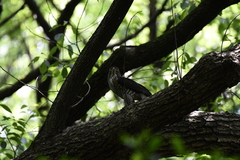 Accipiter trivirgatus