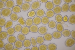 Pucciniastrum symphyti