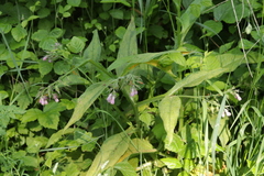 Symphytum officinale