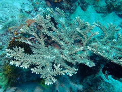 Acropora florida