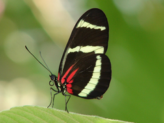 Heliconius hewitsoni