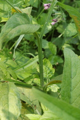 Symphytum officinale