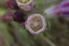 Symphytum officinale