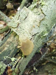 Simocybe sumptuosa
