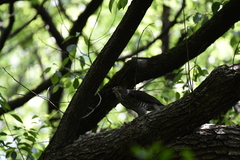 Accipiter trivirgatus