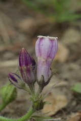 Symphytum officinale