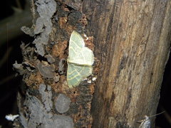 Chlorochlamys chloroleucaria