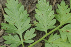 Puccinia chaerophylli retifera