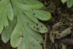 Puccinia chaerophylli retifera