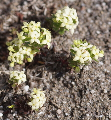 Galium megalospermum