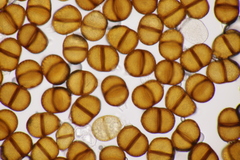 Puccinia chaerophylli retifera