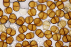 Puccinia chaerophylli retifera