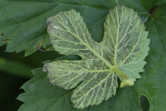 Pseudoperonospora humuli