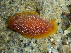 Doriopsilla gemela