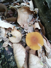 Pluteus chrysophaeus