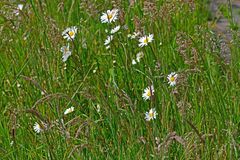 Leucanthemum vulgare