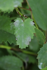 Podosphaera ferruginea