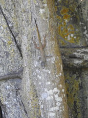 Anolis distichus