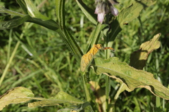 Pucciniastrum symphyti